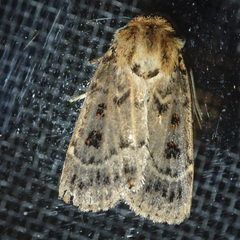Proteuxoa sanguinipuncta