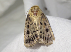 Proteuxoa sanguinipuncta