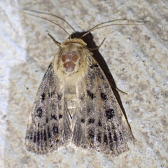 Proteuxoa sanguinipuncta