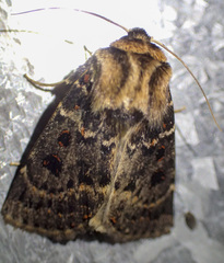 Proteuxoa sanguinipuncta