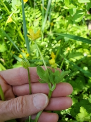 Ranunculus orthorhynchus