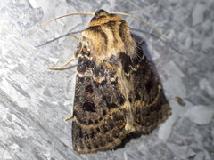 Proteuxoa sanguinipuncta