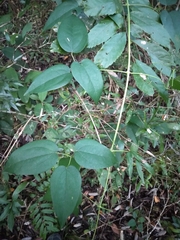 Clematis bonariensis