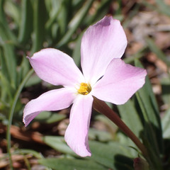 Phlox dolichantha