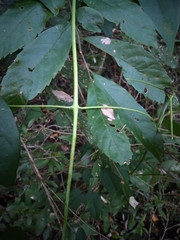 Clematis bonariensis