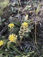 Alyssum montanum