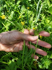 Ranunculus orthorhynchus