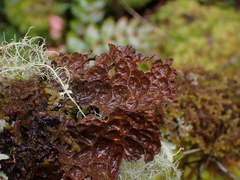 Lobaria anthraspis
