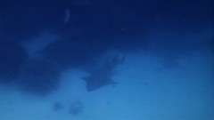 Rhynchobatus australiae