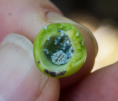 Pemphigus obesinymphae