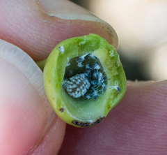 Pemphigus obesinymphae