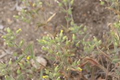 Mimetanthe pilosa