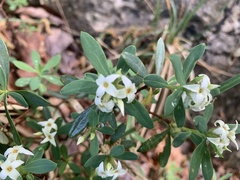 Daphne alpina