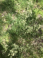 Poa trivialis