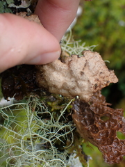 Lobaria anthraspis