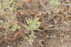 Mimetanthe pilosa