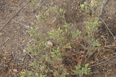Mimetanthe pilosa