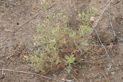 Mimetanthe pilosa
