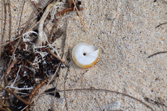 Poecilozonites bermudensis