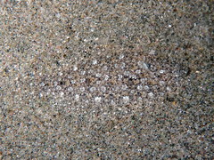Arnoglossus