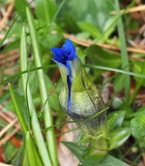 Gentiana acaulis