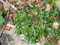 Gentiana acaulis