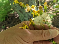 Packera schweinitziana