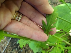 Packera schweinitziana