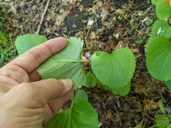 Packera schweinitziana