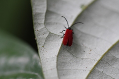 Dictyoptera