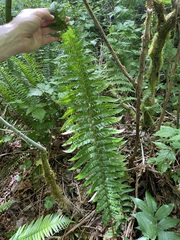 Polystichum braunii × munitum