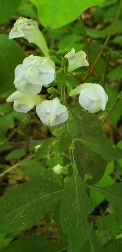 Image of Scutellaria montana by (c) Stephan Eselgroth, some rights reserved (CC BY-SA)