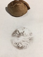 Panaeolus foenisecii