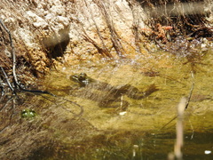 Lithobates chiricahuensis