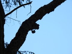 Certhia americana