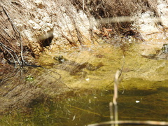 Lithobates chiricahuensis