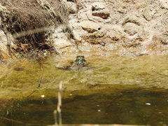 Lithobates chiricahuensis
