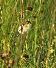 Culicivora caudacuta