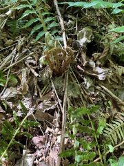 Polystichum braunii × munitum