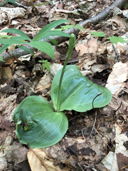 Platanthera orbiculata