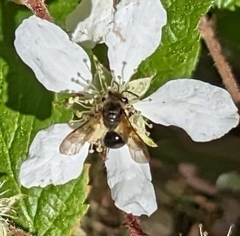 Andrena crataegi