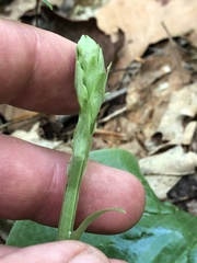 Platanthera orbiculata