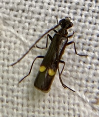 Malthodes marginatus