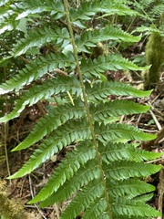 Polystichum braunii × munitum