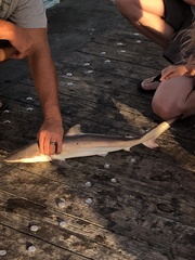 Carcharhinus brevipinna