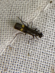 Malthodes marginatus