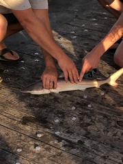 Carcharhinus brevipinna