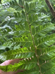 Polystichum braunii × munitum