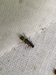Malthodes marginatus