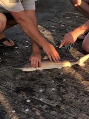 Carcharhinus brevipinna